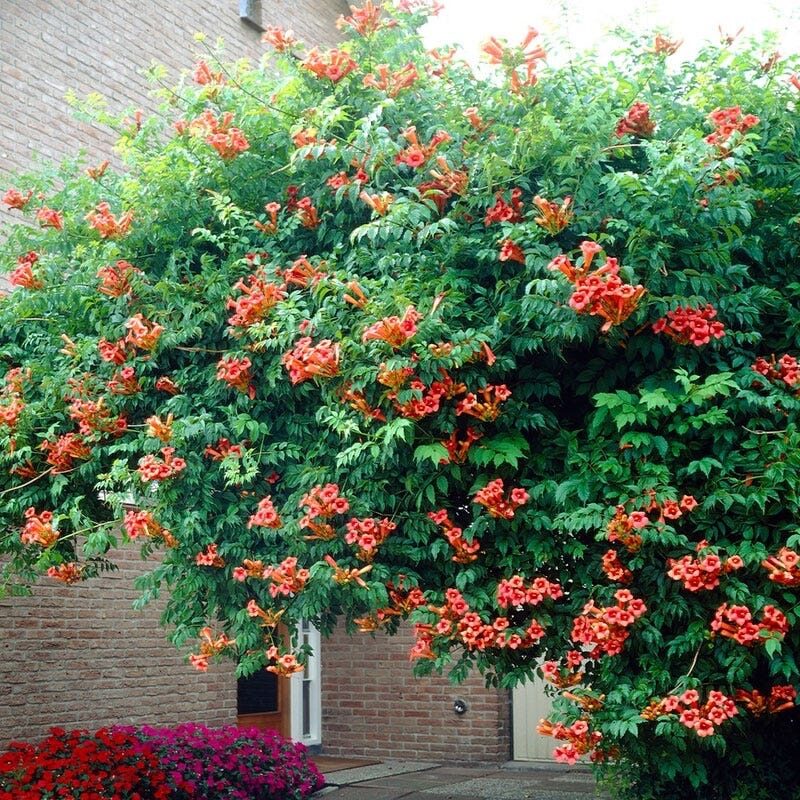 Trombitafolyondár (Campsis radicans)
