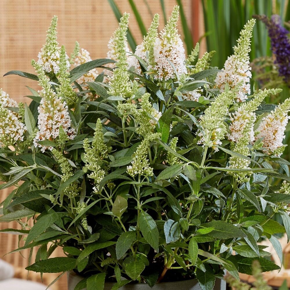 Nyáriorgona (Buddleia ‘Butterfly Candy Little White’)
