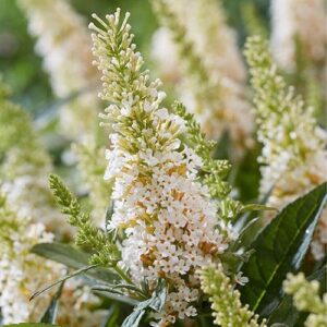 Nyáriorgona (Buddleia ‘Butterfly Candy Little White’)