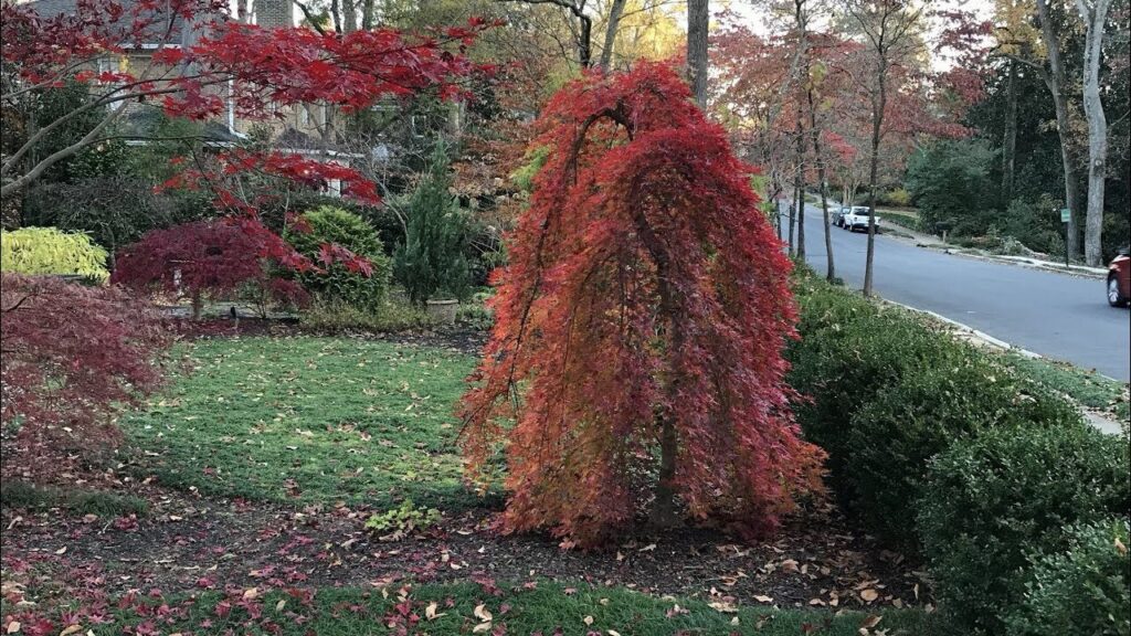 Japán juhar (Acer palmatum ‘Ryusen’)