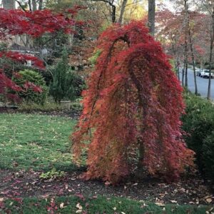 Japán juhar (Acer palmatum ‘Ryusen’)