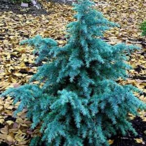 Himalájai cédrus (Cedrus deodara ‘Electric Blue’)