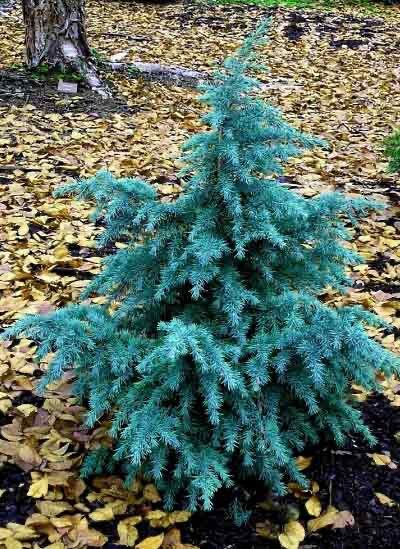 Himalájai cédrus (Cedrus deodara ‘Electric Blue’)