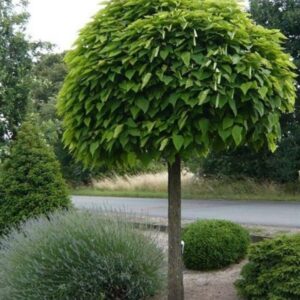 Aranylevelű szivarfa (Catalpa bignonioides ‘Aurea Nana’)