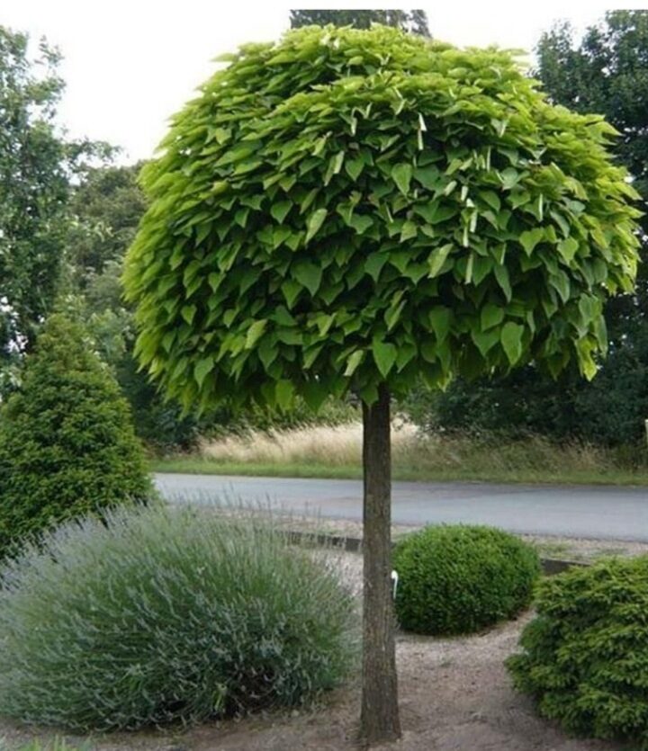 Aranylevelű szivarfa (Catalpa bignonioides ‘Aurea Nana’)