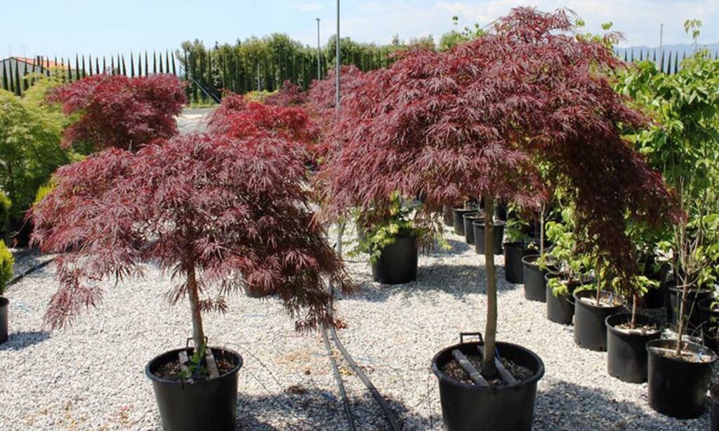 Japán juhar (Acer palmatum ‘Dissectum Garnet’)