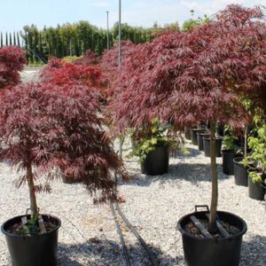 Japán juhar (Acer palmatum ‘Dissectum Garnet’)