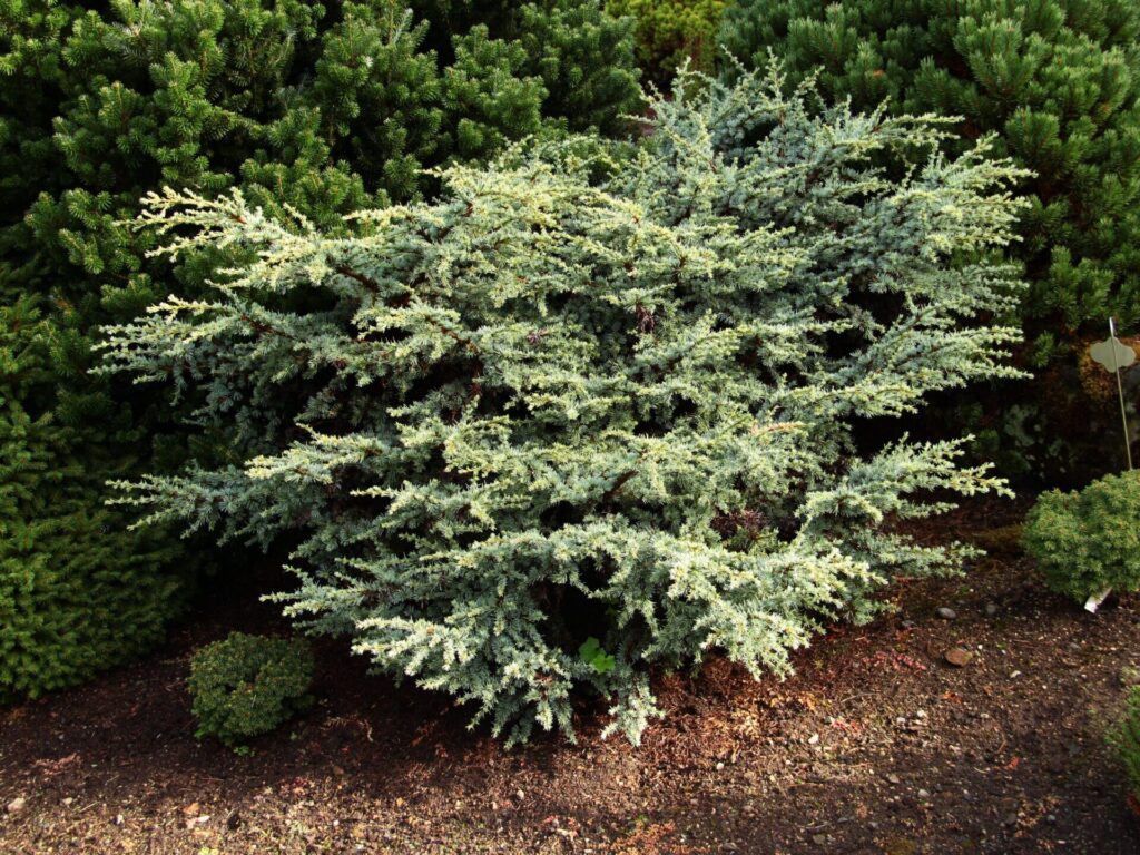 Atlaszcédrus (Cedrus atlantica ‘Sapphire Nymph’)
