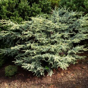 Atlaszcédrus (Cedrus atlantica ‘Sapphire Nymph’)