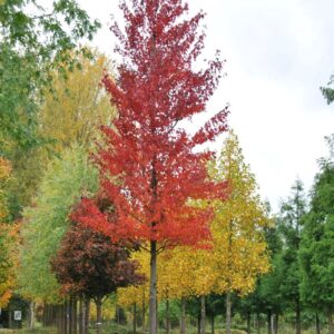 Vörös juhar (Acer rubrum ‘Morgan’)