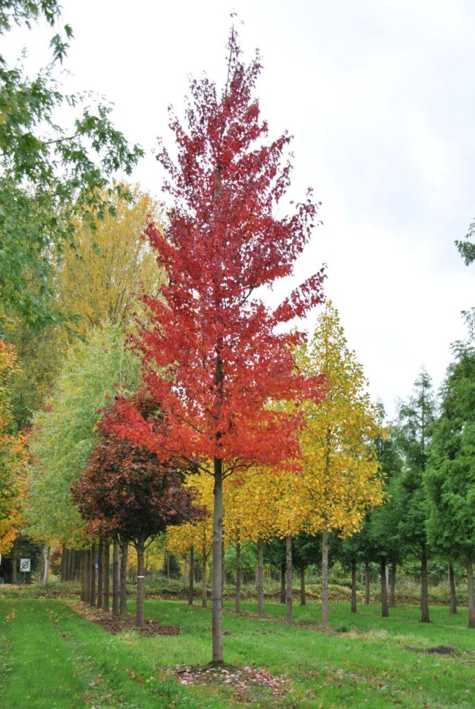 Vörös juhar (Acer rubrum ‘Morgan’)
