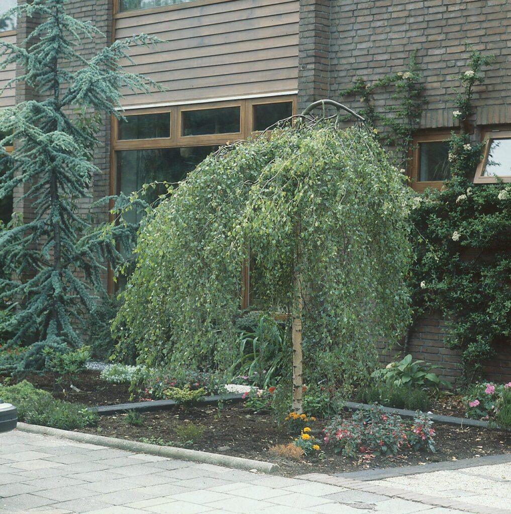 Nyírfa (Betula pendula)