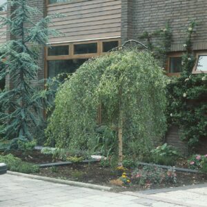 Nyírfa (Betula pendula)