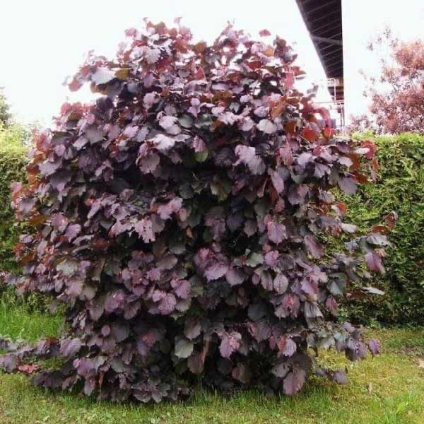 Mogyoró (Corylus avellana ‘Red Majestic’)