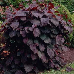 Vörösmogyoró (Corylus avellana ‘Fuscorubra’)