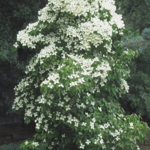 Virágos som (Cornus angustata ‘Empress Of China’)