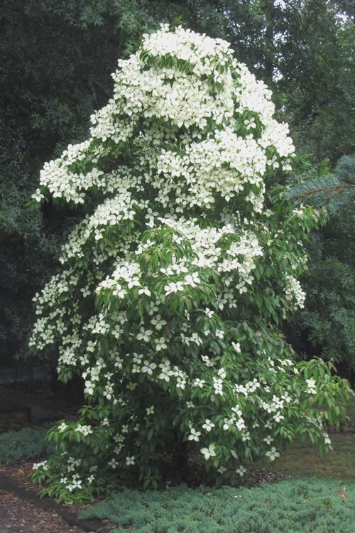 Virágos som (Cornus angustata ‘Empress Of China’)