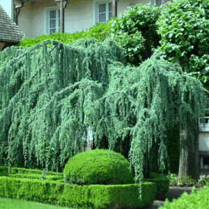 Himalájai cédrus (Cedrus deodara ‘Pendula’)