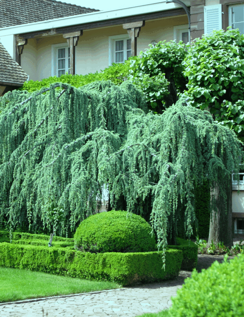Himalájai cédrus (Cedrus deodara ‘Pendula’)