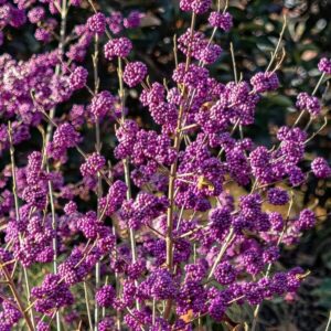 Szépségbogyó (Callicarpa bodinieri ‘Profusion’)
