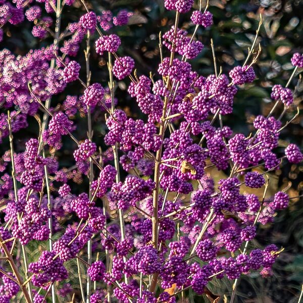 Szépségbogyó (Callicarpa bodinieri ‘Profusion’)