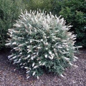 Nyáriorgona (Buddleia davidii ‘White Ball’)