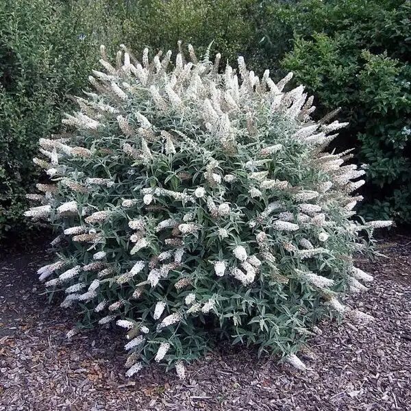 Nyáriorgona (Buddleia davidii ‘White Ball’)