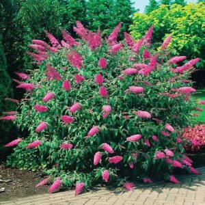Nyári orgona (Buddleia davidii ‘Pink Delight’)