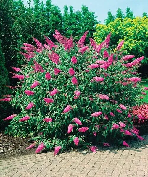 Nyári orgona (Buddleia davidii ‘Pink Delight’)
