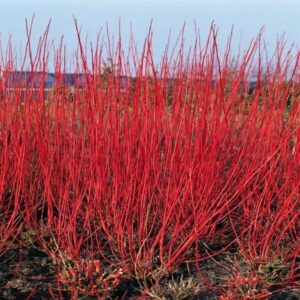 Fehér som (Cornus alba ‘Sibirica’)