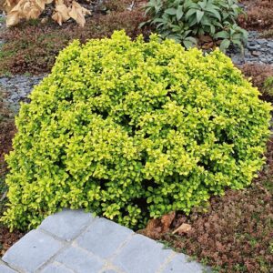 Japán borbolya (Berberis thunbergii ‘Tiny Gold’)