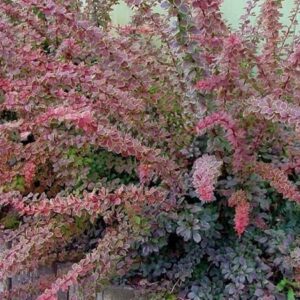 Japán borbolya (Berberis thunbergii ‘Coronita’)
