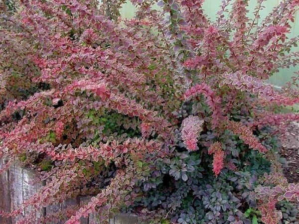 Japán borbolya (Berberis thunbergii ‘Coronita’)