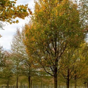 Mezei juhar (Acer campestre ‘Huibers Elegant’)