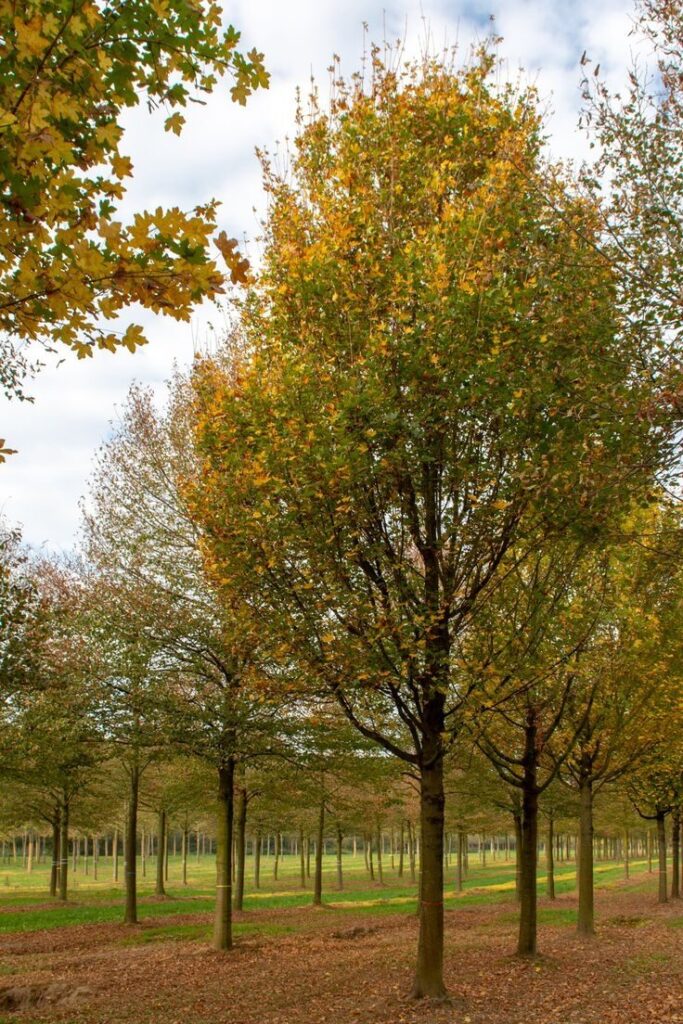Mezei juhar (Acer campestre ‘Huibers Elegant’)