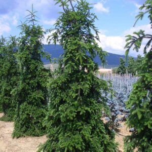 Kaukázusi jegenyefenyő (Abies nordmanniana ‘Pendula’)