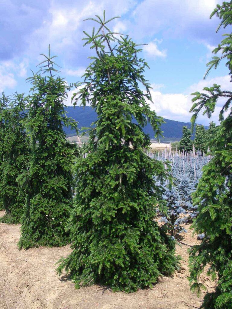 Kaukázusi jegenyefenyő (Abies nordmanniana ‘Pendula’)
