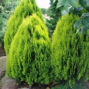 Keleti tuja (Thuja orientalis)