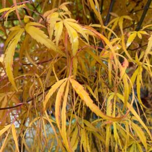Japán juhar (Acer palmatum 'Koto-No-Ito')