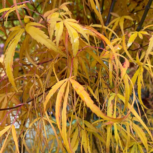 Japán juhar (Acer palmatum 'Koto-No-Ito')