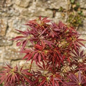 Japán juhar (Acer palmatum ‘Jerre Schwartz’)