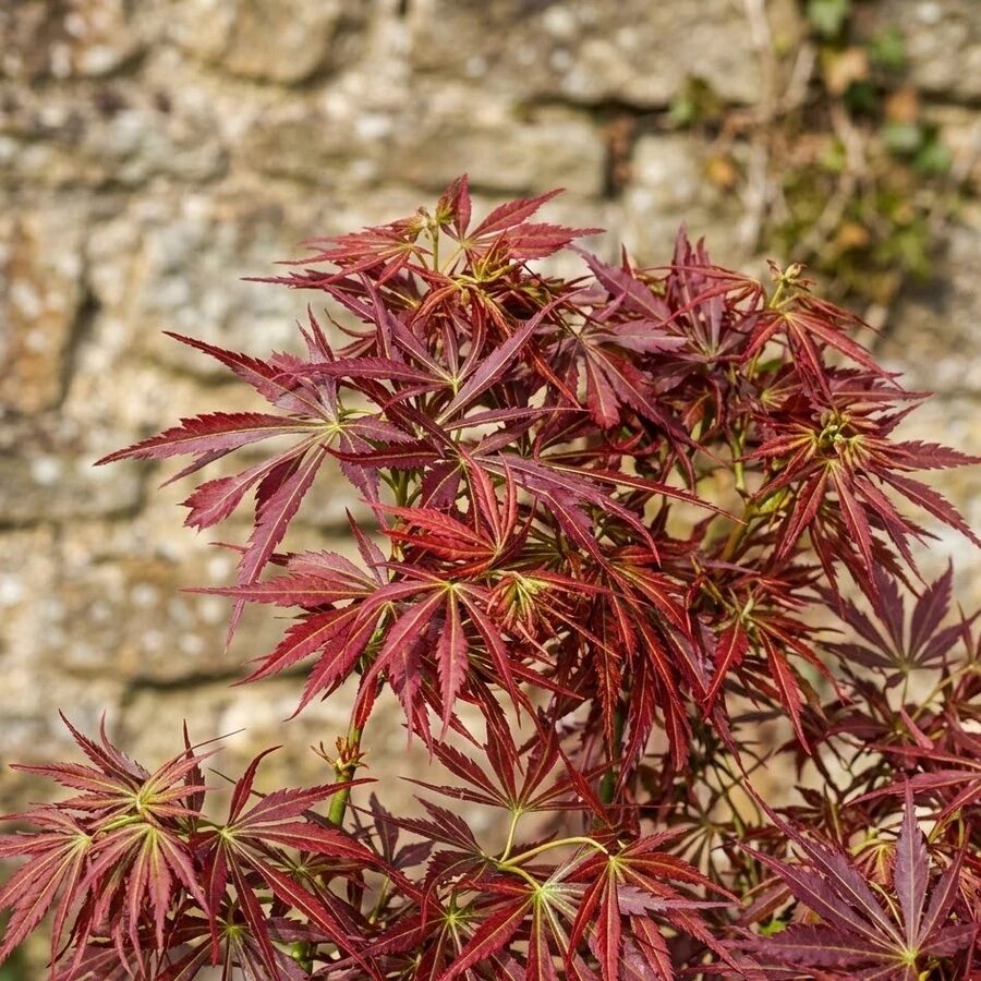 Japán juhar (Acer palmatum ‘Jerre Schwartz’)