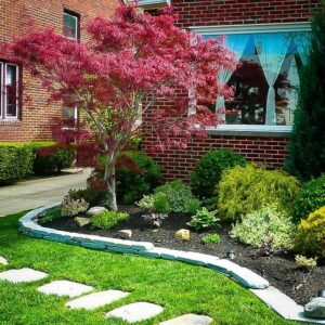 Japán juhar (Acer palmatum ‘Atrolineare’)