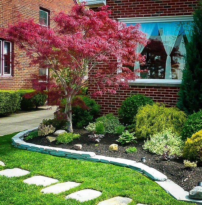Japán juhar (Acer palmatum ‘Atrolineare’)