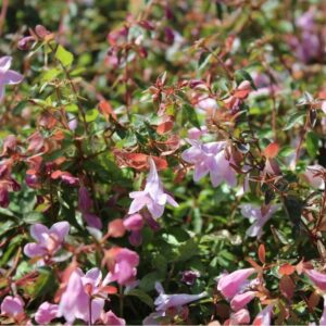 Nagyvirágú ábelia (Abelia grandiflora ‘Pinky Bells’)