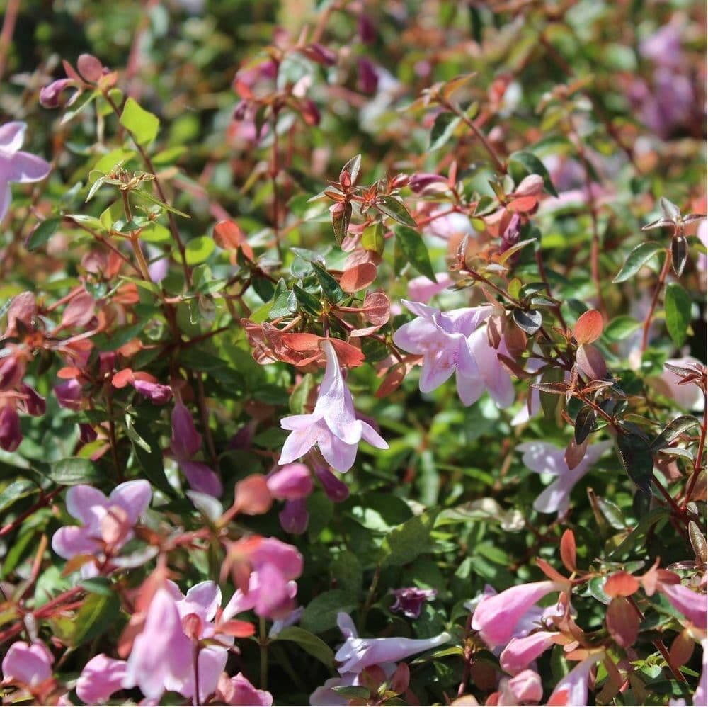 Nagyvirágú ábelia (Abelia grandiflora ‘Pinky Bells’)