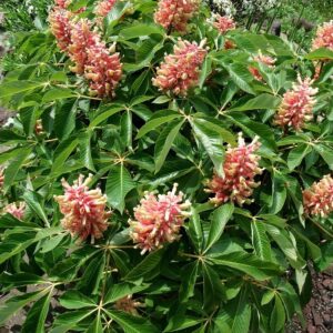 Törpe vadgesztenye (Aesculus pavia ‘Rosea Nana’)