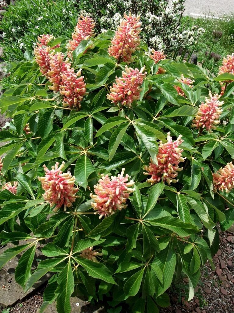 Törpe vadgesztenye (Aesculus pavia ‘Rosea Nana’)