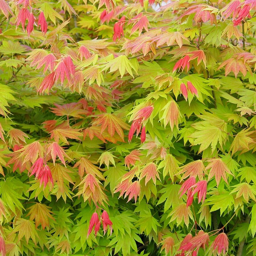 Japán juhar (Acer shirasawanum ‘Moonrise’)