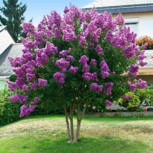 Lila kínai selyemmirtusz (Lagerstroemia indica ‘Powhatan’)